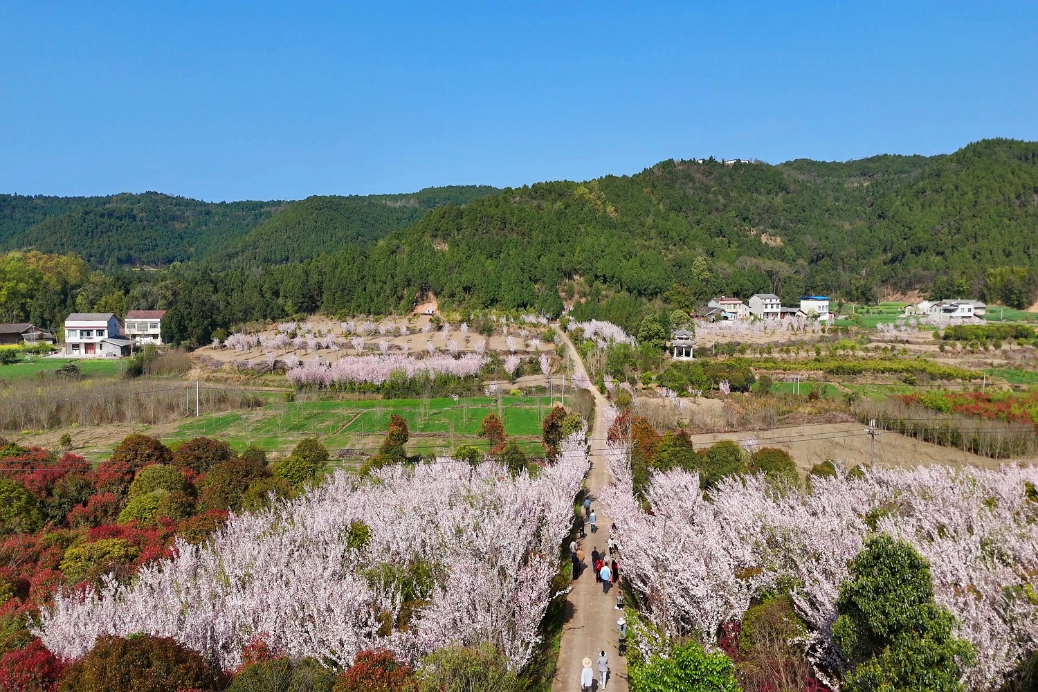 四川梓潼：垂絲海棠盛放 遊人盡享春日好風光