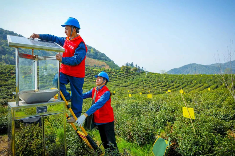 皖祁門縣供電公司：「陽光茶園行」服務春茶季