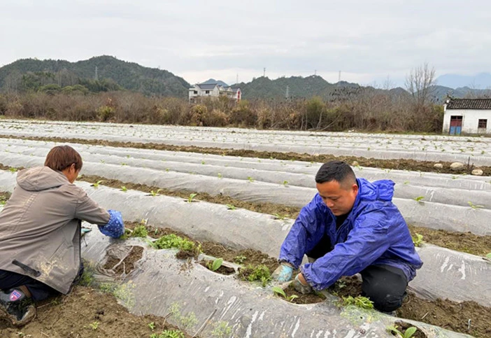 皖祁門縣：「能人」引領 撂荒地長出「黃金葉」