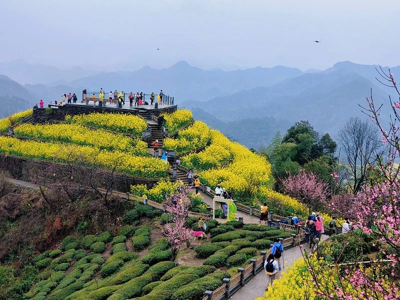 皖歙縣霞坑鎮：金花映雲海 鄉愁舞起來