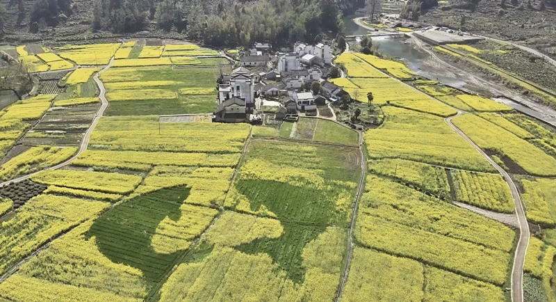 皖休寧板橋：花海引客來 農旅共增收