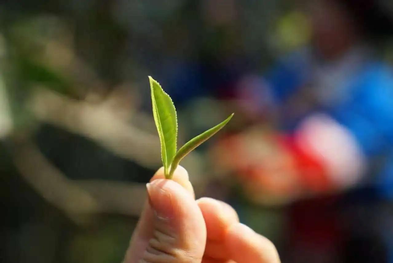 茶馬古道新傳：從易武茶山到大灣區的普洱「黃金走廊」
