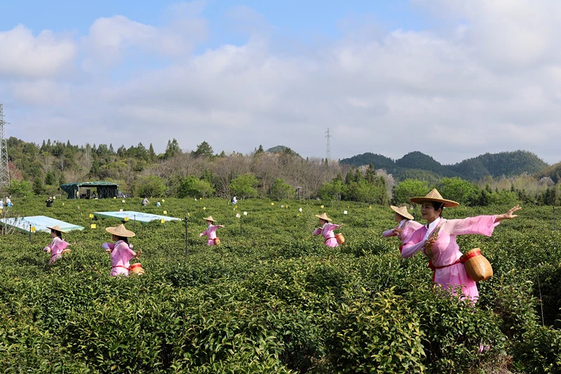 皖祁門縣：「祁門香·世界風」2026年祁門紅茶美學季啟幕