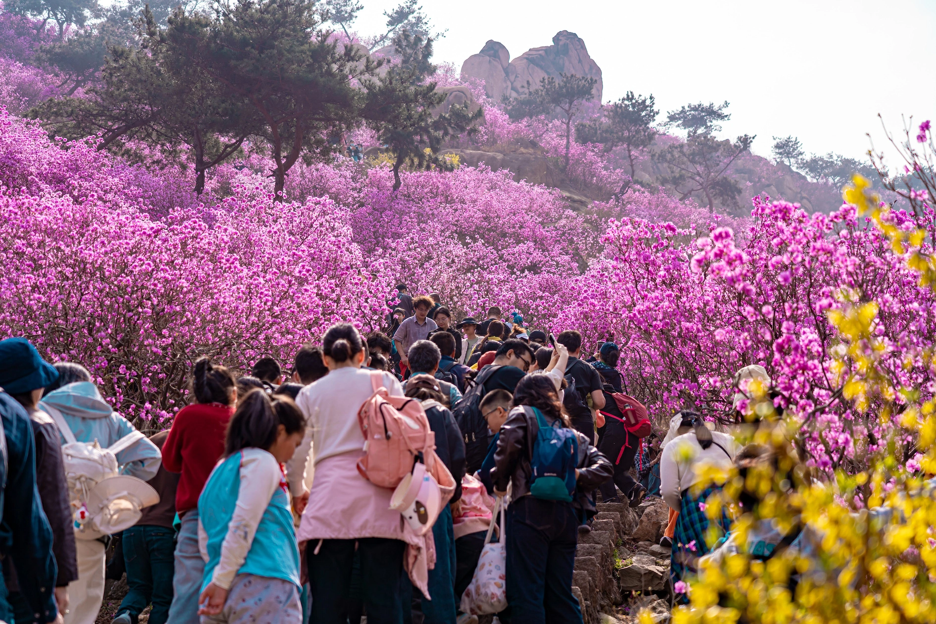 青島大珠山萬畝杜鵑花「上線」