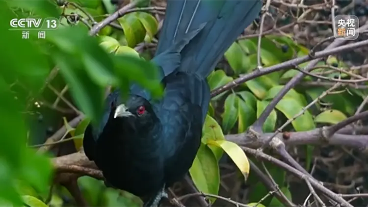 深圳高三學生寫信求拆除噪鵑鳥巢 校長一封「拒信」全網點讚
