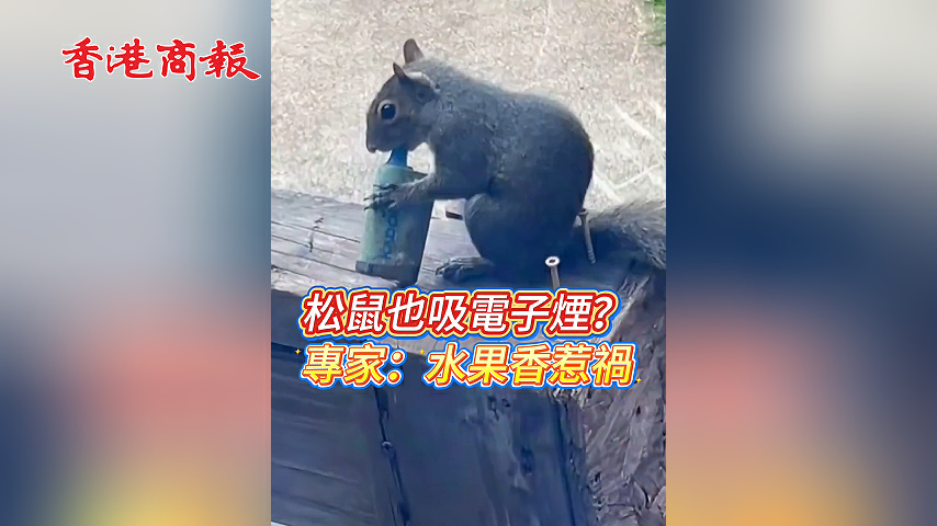 有片丨松鼠也吸電子煙？專家：水果香惹禍