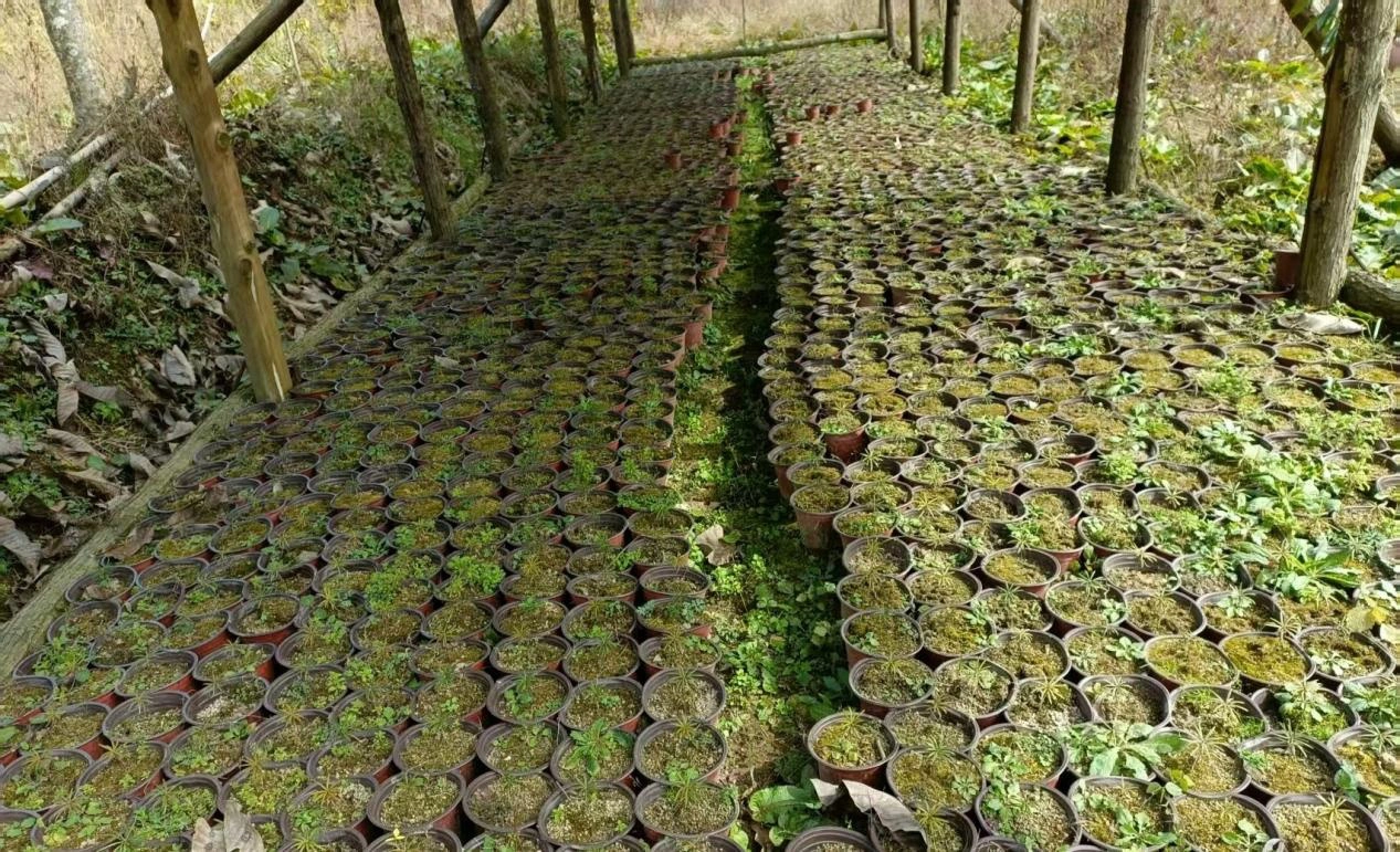 湖南新寧：全鏈科學管護讓植物界「活化石」銀杉沐春煥新