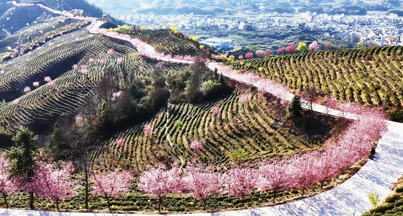 皖休寧縣：「花紅茶綠」映照「茶旅春圖」