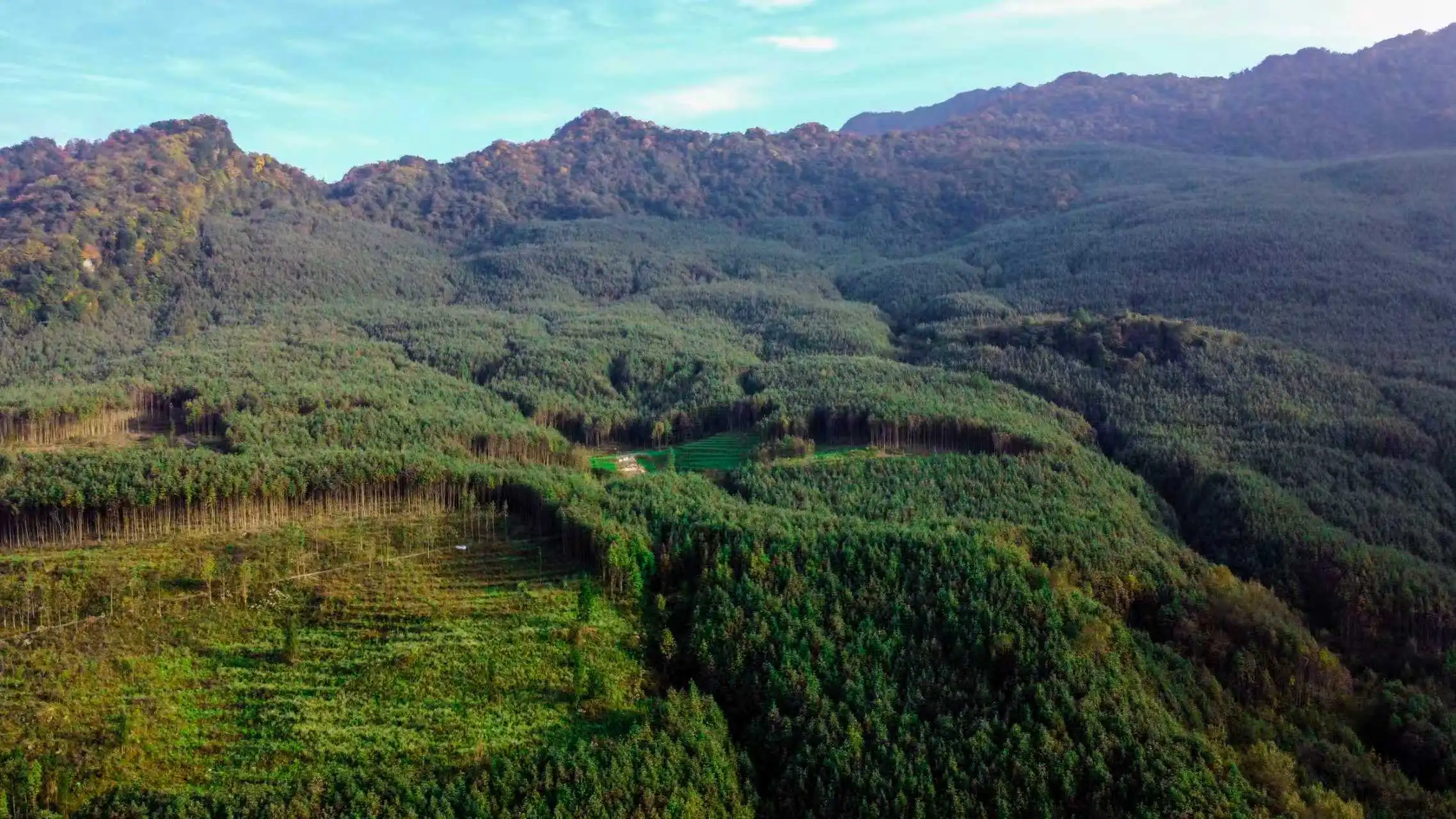 瞄定「森林四庫」建設  四川北川激活生態富民新動能