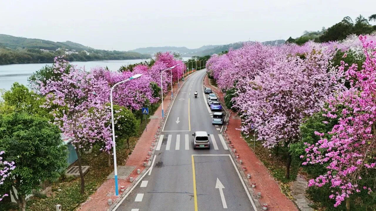 桂柳州洋紫荊盛開全城 粉紫花海綻放至四月初