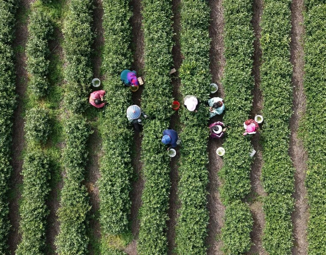 安徽巢湖：頭茬春茶搶「鮮」開採