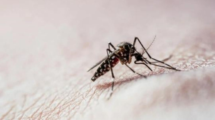 「雙熱」提前進入活躍期！廣東疾控：現在就要開始防！