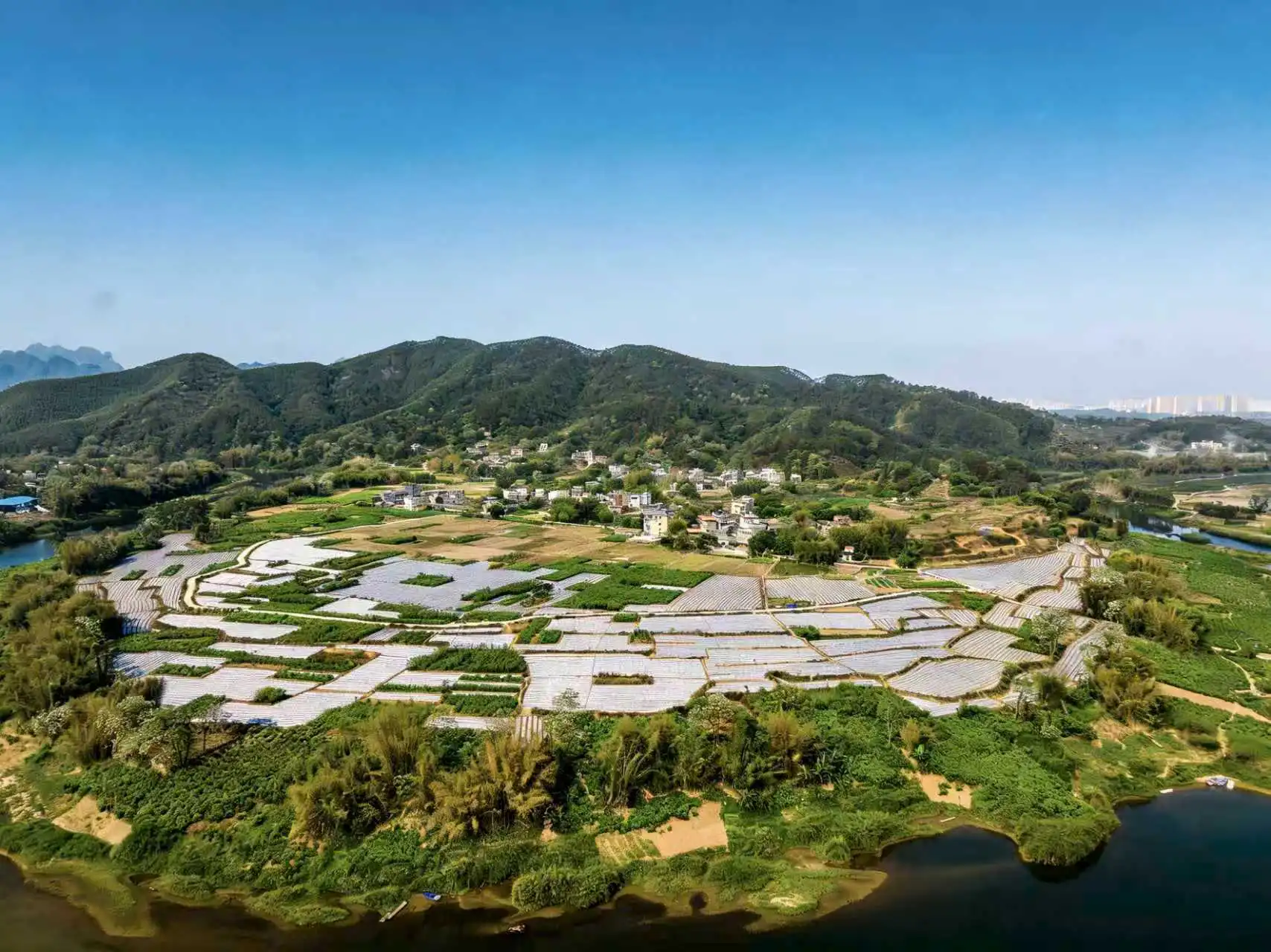 桂容縣：告別進口依賴  農戶搶抓農時移栽300畝辣椒苗