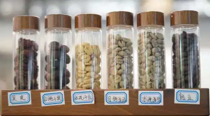 百年咖香溯源頭，激活賓川咖啡產業新動能