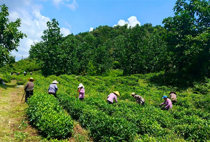 皖黟縣：聚焦春茶生產 夯實茶園管護
