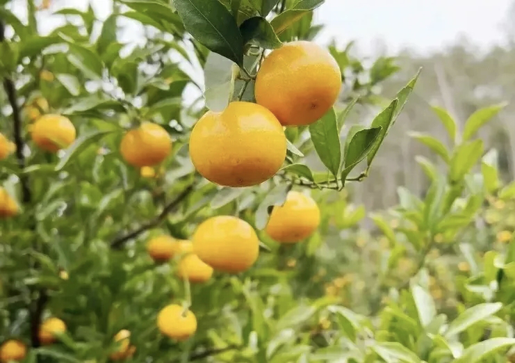 「紫金春甜桔」：河源首個獲國家地理標誌保護產品與地理標誌證明商標認證的「雙地標」產品