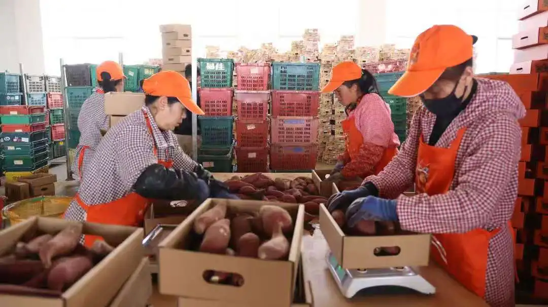 全鏈閉環！硯山紅薯憑實力出圈，遠銷國內外
