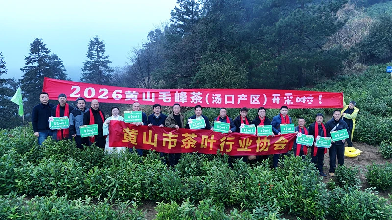 皖黃山區：黃山毛峰湯口產區「喊山開園」