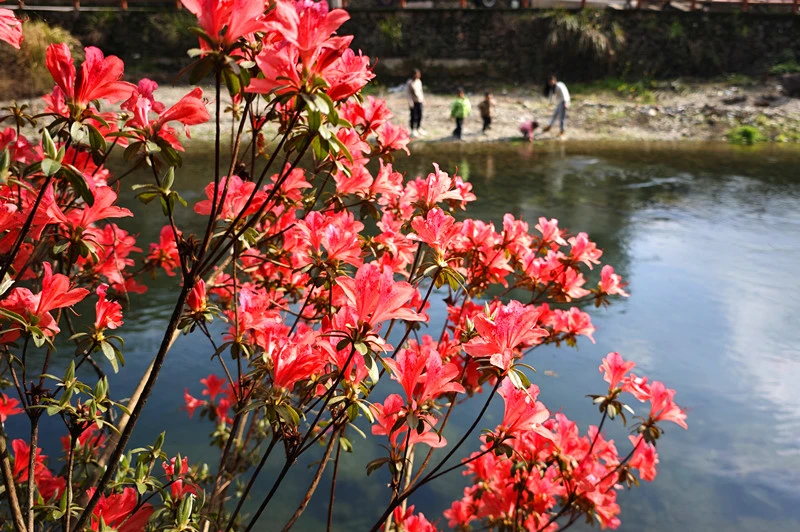 皖休寧縣：新安源頭春意濃