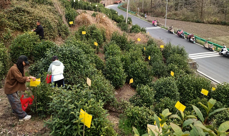 皖黟縣宏村鎮：小小「黃板」護茶園  綠色防控促增收