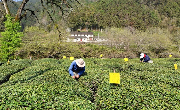 生態茶園新綠滿枝  皖休寧流口鎮明前春茶採摘忙 