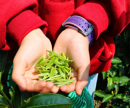 皖祁門：春假首日  茶園來了一群特殊的「採茶客」