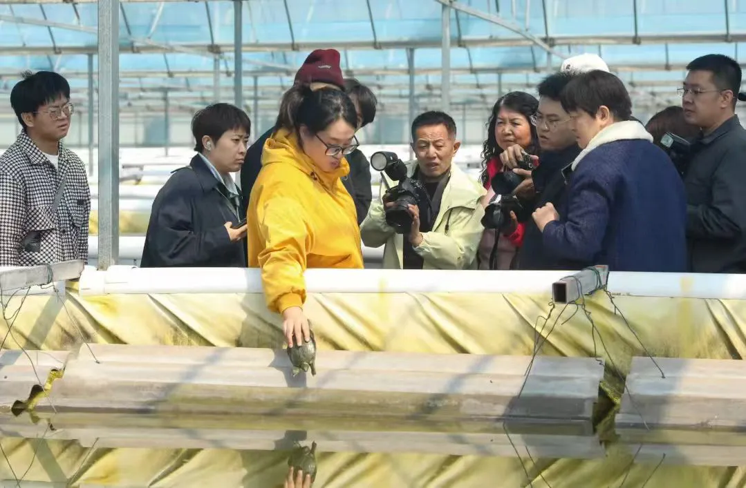 山西榆社：甲魚「游」出富民路