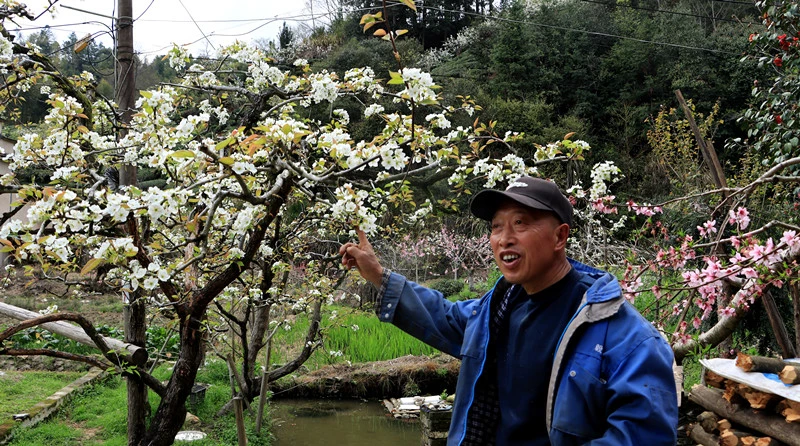 皖休寧溪口鎮：萬樹梨花奏響特色經濟「春之聲」