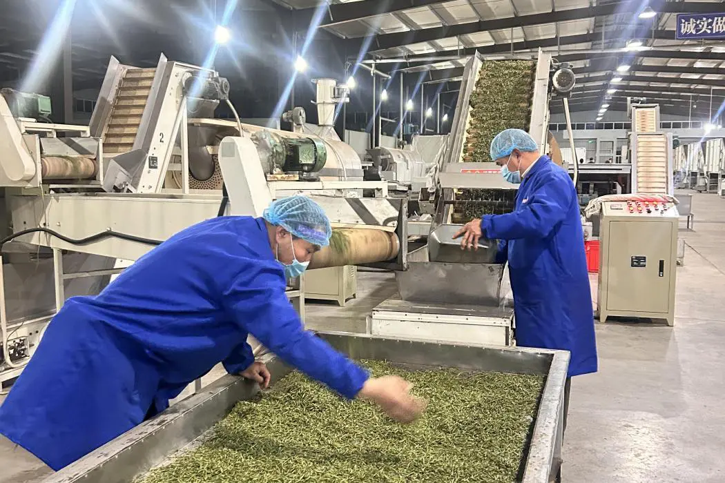 皖徽州區富溪：「志願紅」守護「茶鄉綠」