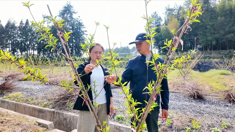 品種更新+樹形改造  皖黟縣推動傳統桃產業轉型升級