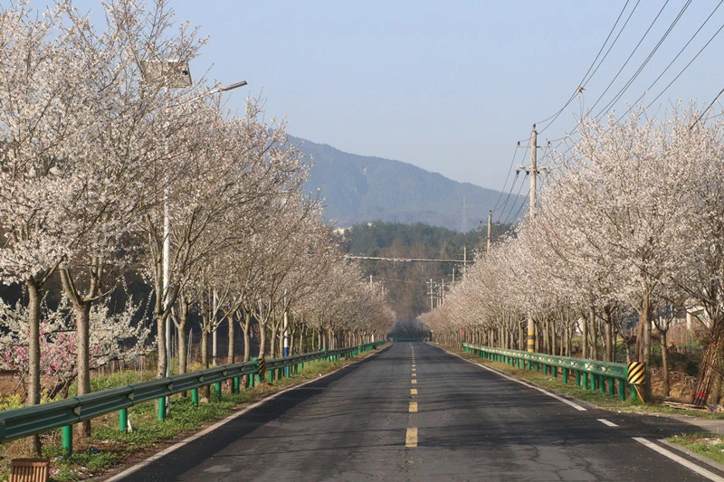 櫻花大道「上映」春日盛典  皖黃山區耿城文旅交融煥新姿