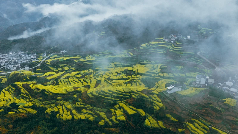 皖歙縣三陽：上坦梯田油菜花迎來最佳觀賞期