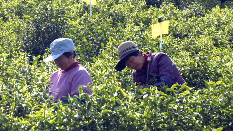 皖歙縣：春茶吐綠用工忙 精準保障助增收