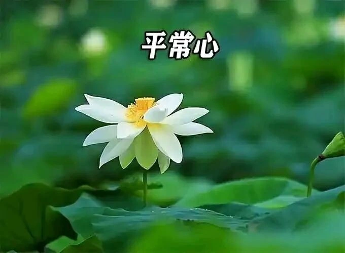 【樹成•心耕錄】人生所求  不過一份心安