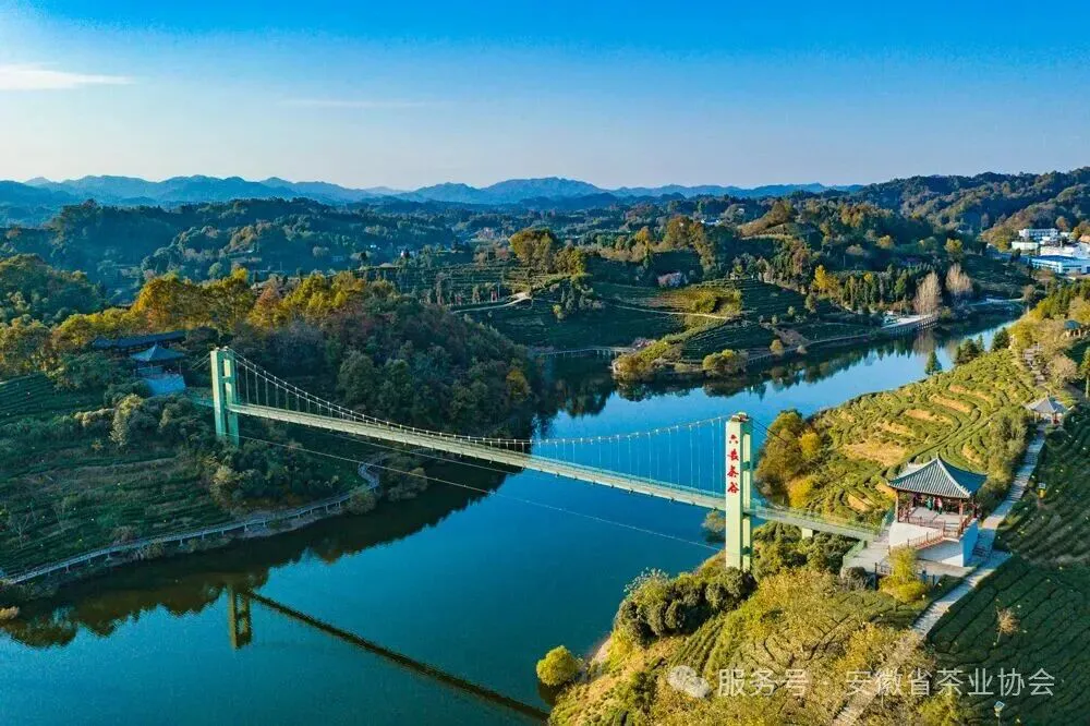 【一葉徽茶 千年傳承】 《皖美徽茶主播說》即將開啟!