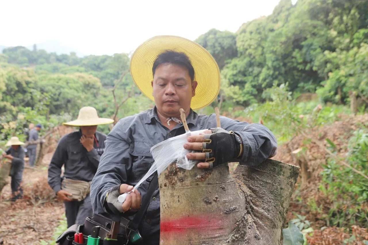  高端荔枝出東莞    謝崗對20畝300棵荔枝樹嫁接換種