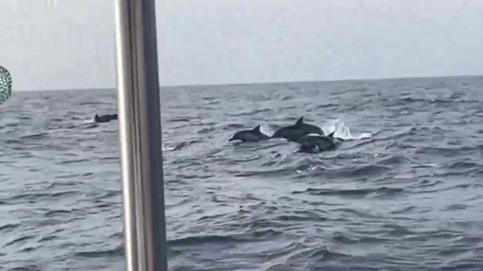     粉色海豚背後的生態密碼