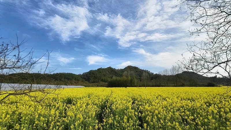 【港商觀察】從「花開一時」到「春色常駐」 安徽屯溪春日經濟觀察