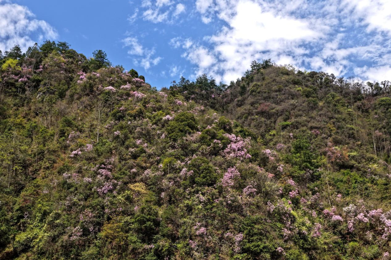 湖南舜皇山：紫染鹿角杜鵑花海入畫屏