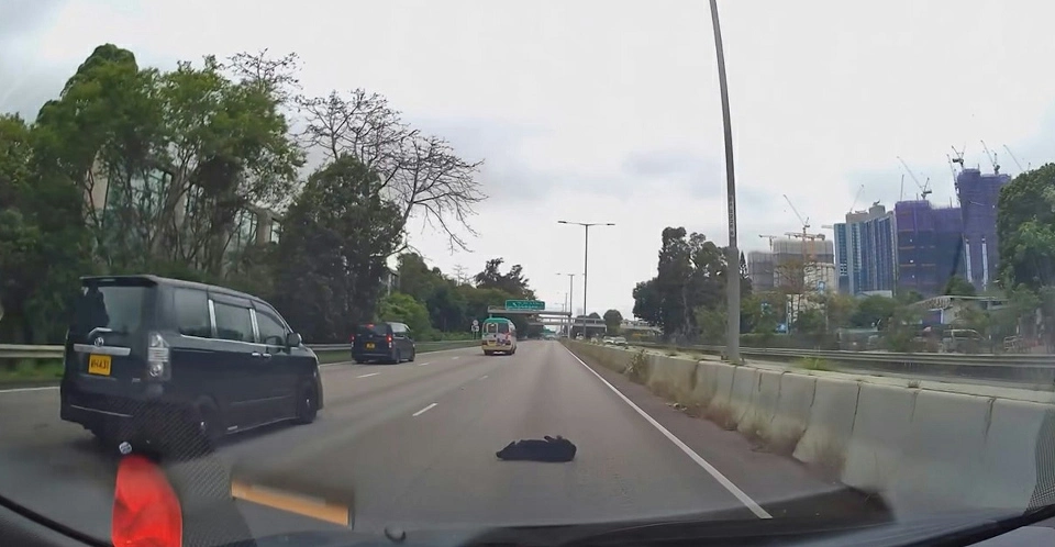 有片〡黑狗闖公路捱撞捲車底 倒地20秒奇蹟無受傷奔跑離去