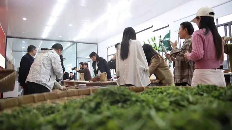 皖歙縣：歙茶尋源 共赴非遺與科技的茶事之約