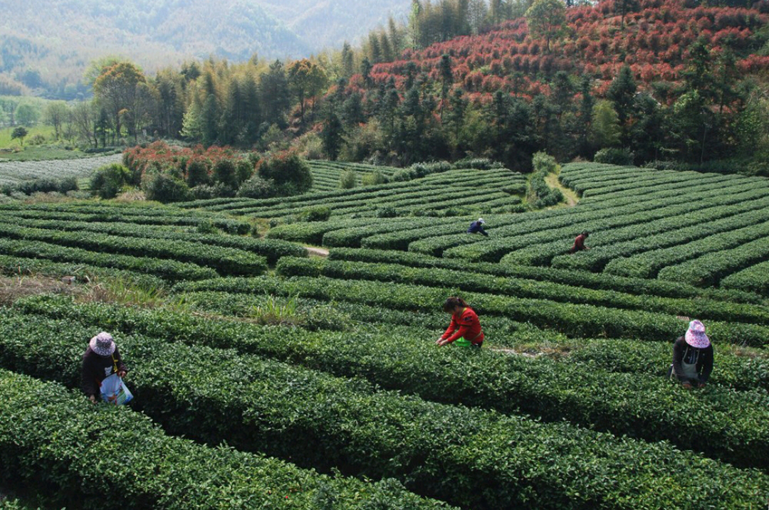 放下塵世紛擾 登臨天柱鬥茶