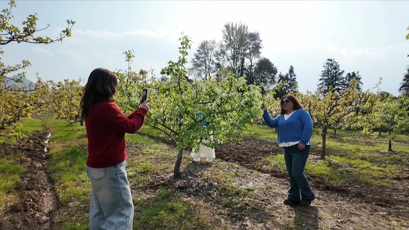 皖黟縣碧陽鎮：五里花海迎客來