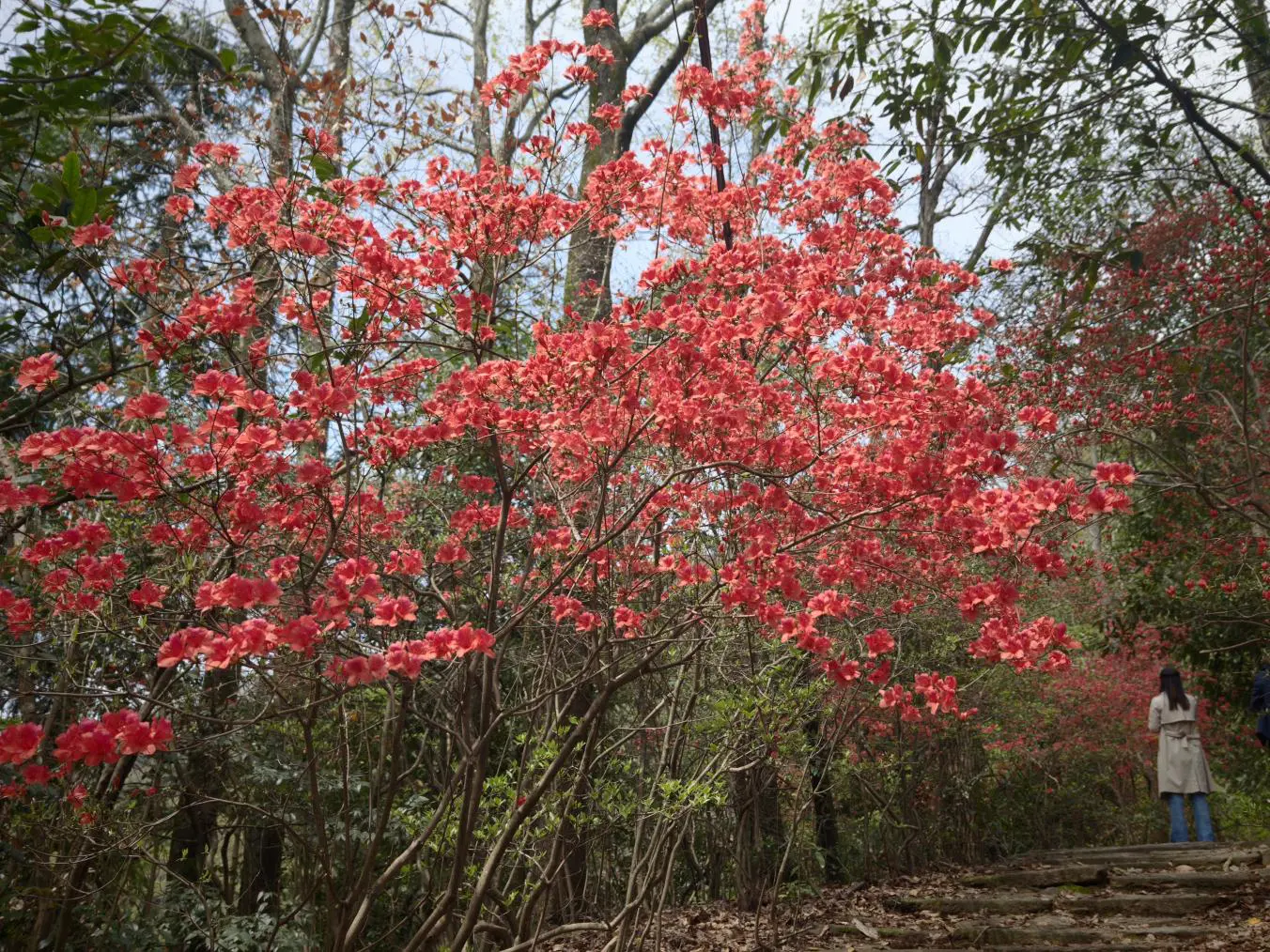 皖祁門大坦：千年古道春意濃 漫山杜鵑映雲端