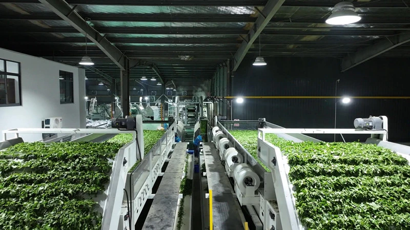 【港商觀察】「歙茶」喊話世界 皖歙縣創新「聯農帶農」機制促多方共贏