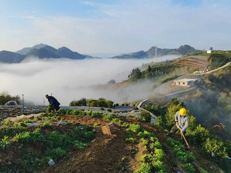 特色產業提質增效 皖歙縣北岸鎮力推小貢菊成「黃金花」
