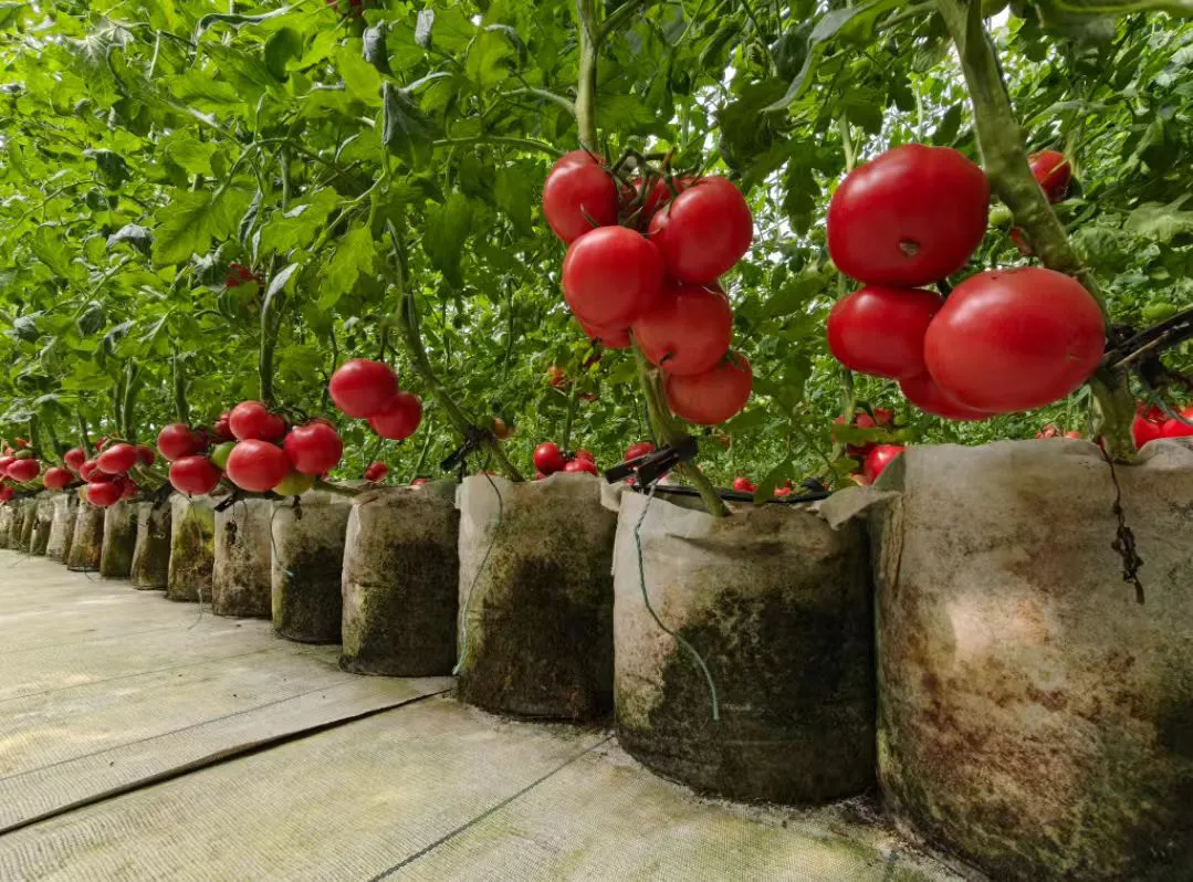 山西晉中瀟河城市農場：創新打造農文旅融合發展新標桿