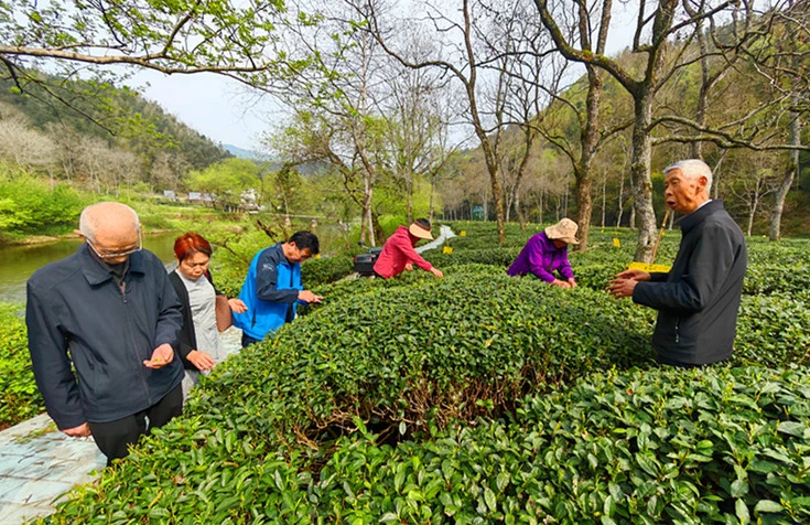 「生態茶」變「黃金葉」  皖休寧以技興茶促增收