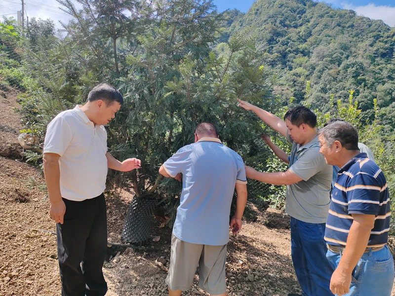 皖黟縣：「農業保險+」為香榧產業撐起「艷陽天」