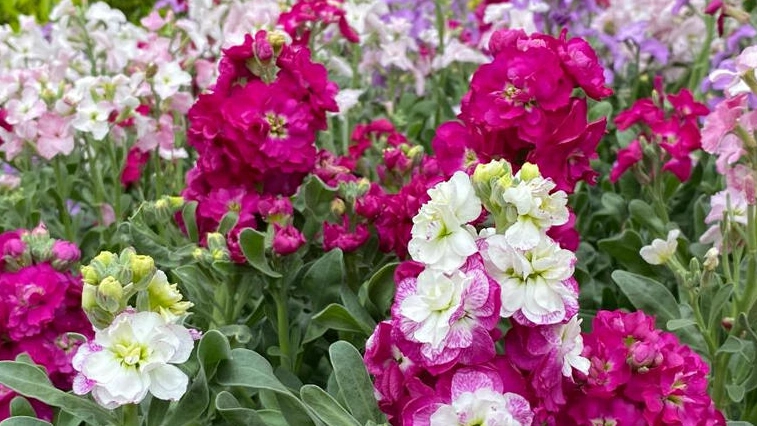 香港花展攝影比賽4月21日截止收件